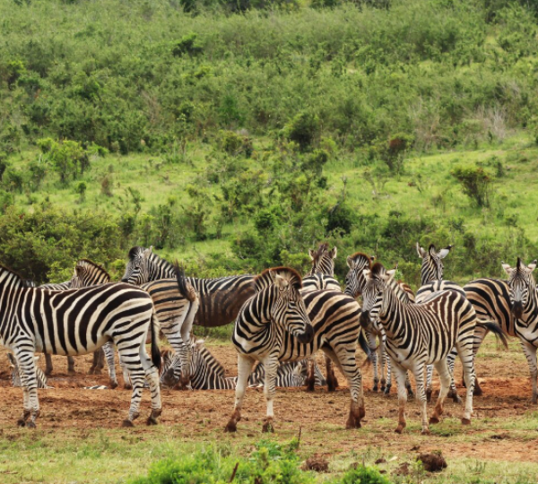 rwandan safari