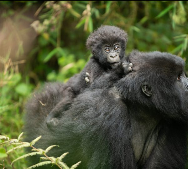 Trips to Rwanda