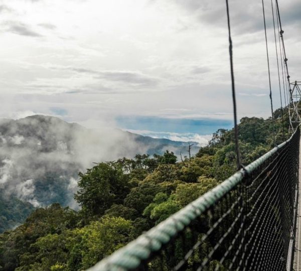 Clouldy Canopy Walk Tours in Rwanda| Hermosa Life Tours and Travel