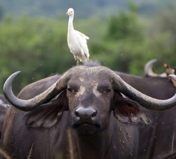 WildlifeTours in Rwanda| Hermosa Life Tours and Travel