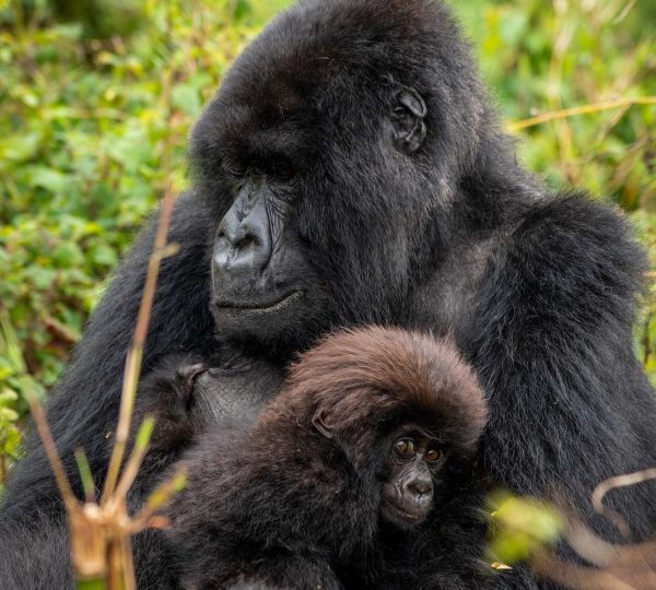 Rwanda Gorilla Safaris Tour | Hermosa Life Tours and Travel