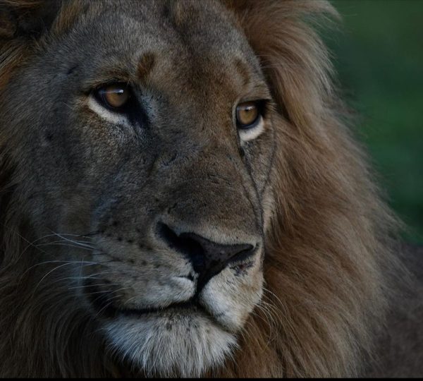 Lion Safari Tours in Rwanda| Hermosa Life Tours and Travel
