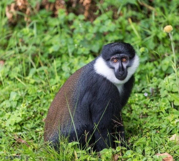 Rwanda Golden Monkey Safaris Tour | Hermosa Life Tours and Travel