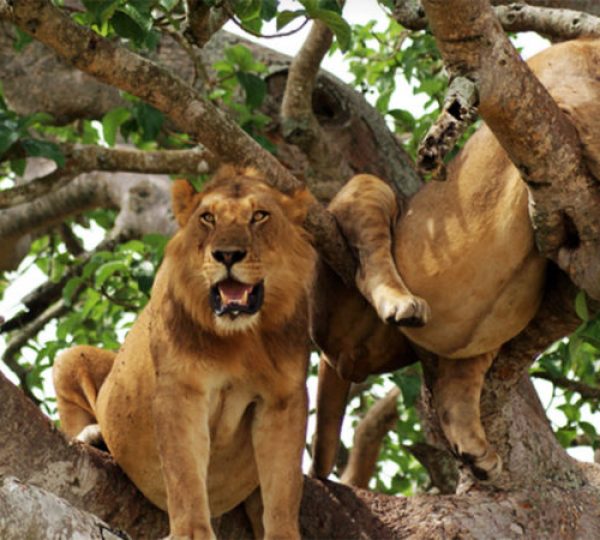 tree climbing lions