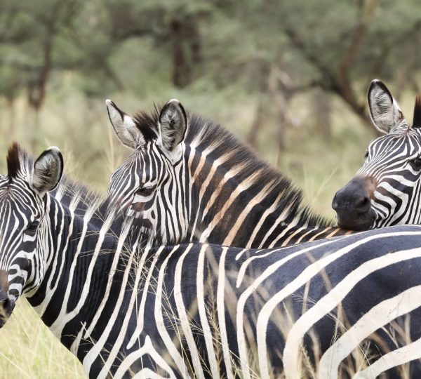visit rwanda akagera three zebra 1920x1280