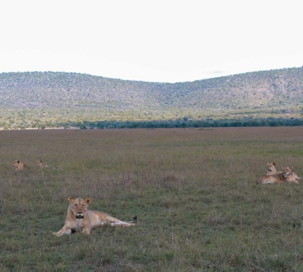 wildlife excursion akagera national park